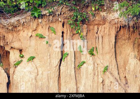 Perroquet à couronne jaune (Amazona ochrocephala) à la léchette d'argile, Centre de recherche de Tambopata, Pérou Banque D'Images