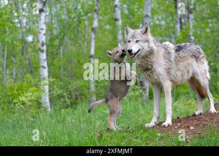 Loup gris (Canis lupus) adulte accueilli par un petit, captif, USA Banque D'Images