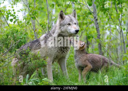 Le loup (Canis lupus), des profils avec cub, captive, USA Banque D'Images