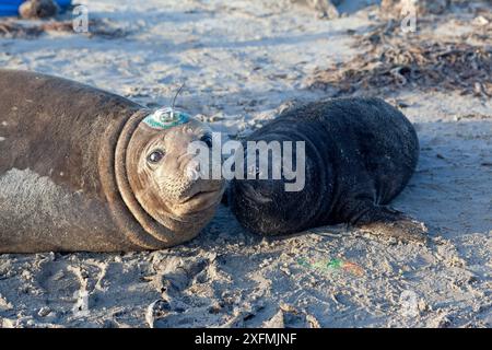 Femelle éléphant de mer du sud (Mirounga leonina) avec chiot, Sea Lion Island, îles Falkland Banque D'Images