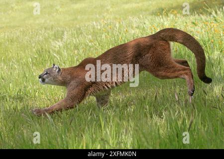 Cougar ou lion de montagne (Puma concolor), courant dans une prairie, USA. Captif. Banque D'Images
