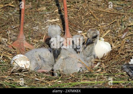 Cigogne blanche (Ciconia ciconia) des poussins nouvellement éclos nichent sur les jambes d'un adulte dans le nid, Alsace, France. Banque D'Images