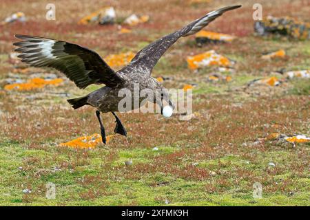 Falkland skua (Catharacta antarctica), œuf adulte antérieur à la saga à ventre blanc (Leucocarbo atriceps albiventer) sur l'île Pebble, îles Falkland Banque D'Images