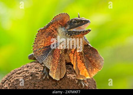 Lézard à col volanté (Chlamydosaurus kingii) avec collier écarté en affichage de menace. Alice Springs, territoire du Nord, Australie Banque D'Images