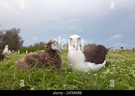 Albatros Laysan (Phoebastria immutabilis), adulte et poussin, île orientale, réserve naturelle nationale de l'atoll Midway, Hawaï Banque D'Images