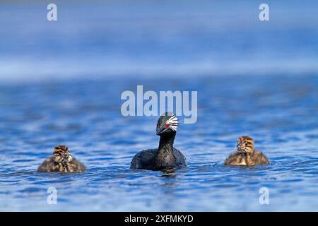 Grèbe touffeté blanche (Podiceps rolland rolland), adulte avec deux poussins nageant, Pebble Island, îles Falkland Banque D'Images