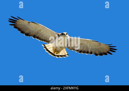 Faucon variable (Buteo polyosoma) mâle en vol, île Pebble, îles Falkland Banque D'Images