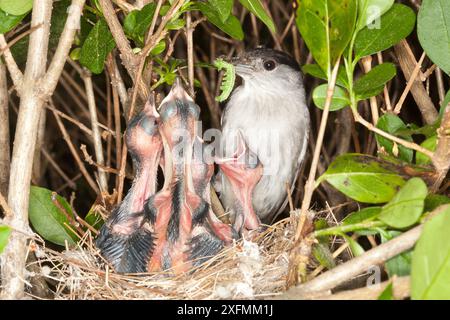 Mâle à tête noire (Sylvia atricapilla) nourrissant ses poussins, Alsace, France Banque D'Images