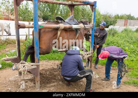 Des hommes fermant un cheval au marché aux animaux de Karakol. Kirghizistan. Juillet 2016. Banque D'Images