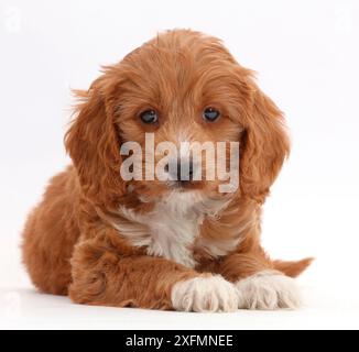 Jouet chiot Cockapoo rouge. Banque D'Images