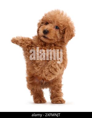 Labradoodle puppy Toy rouge sauter de haut. Banque D'Images