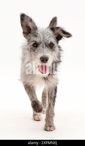 Mutt bleu merle marche à pied. Banque D'Images