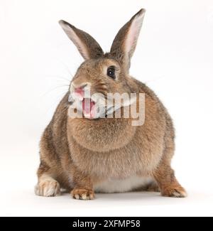 Lapin agouti le bâillement. Banque D'Images