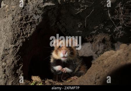 Hamster européen ( Cricetus cricetus) femelle adulte, en terrier, captive. Banque D'Images