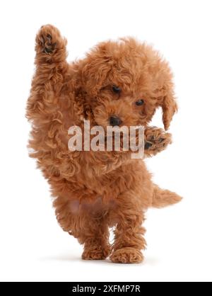 Labradoodle puppy Toy rouge sauter de haut. Banque D'Images