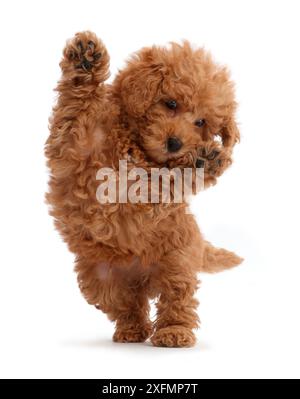 Labradoodle puppy Toy rouge sauter de haut. Banque D'Images