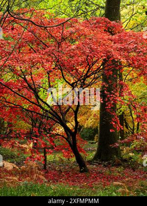 Forêt luxuriante d'automne près de Leominster, Herefordshire, Royaume-Uni Banque D'Images