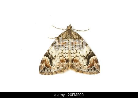 Teigne de tapis foncé (Chlorocysta citrata citrata) sur fond blanc, Drumnadrochit, Inverness, Écosse, Royaume-Uni, août. Banque D'Images