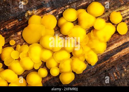 Champignon Lemon Disco (Bisporella citrina), poussant sur la branche de chêne morte. Derbyshire, parc national de Peak District, Royaume-Uni, octobre Banque D'Images