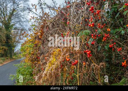 Baies de bryony noir (Tamus communis) en automne. Catbrook, Monmouthshire, Royaume-Uni, novembre. Banque D'Images