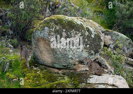 Couple de lynx ibériques (Lynx pardinus) à Sierra Morena, Andalousie, Espagne, janvier. Banque D'Images