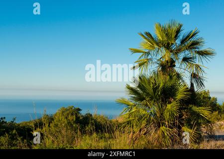 Palmier nain méditerranéen (Chamaerops humilis), Parc naturel du Garraf, Barcelone, Catalogne, Espagne, août 2016. Banque D'Images