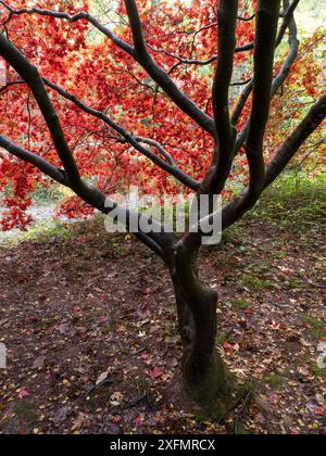 Forêt luxuriante d'automne près de Leominster, Herefordshire, Royaume-Uni Banque D'Images