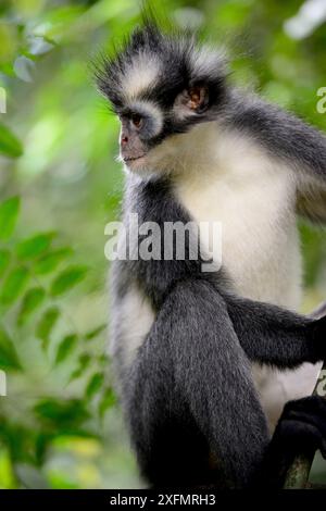 Thomas (écureuil thomasi), animal endémique de Sumatra du nord. Ces primates ont relativement longs bras et jambes, adaptés à une vie dans la cime des arbres. Parc national de Gunung Leuser, UNESCO World Heritage site, novembre. Banque D'Images