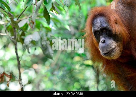 Femelle orang-outan de Sumatra (Pongo abelii), Parc national de Gunung Leuser, Indonésie, site du patrimoine mondial de l'UNESCO, novembre. Banque D'Images