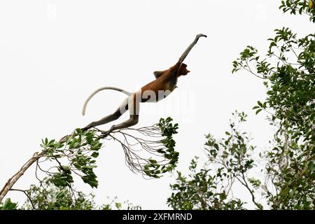 Femelle de singe proboscis (Nasalis larvatus) sautant entre les arbres, parc national de Tanjung Puting, Bornéo-Kalimatan, Indonésie. Octobre. Banque D'Images