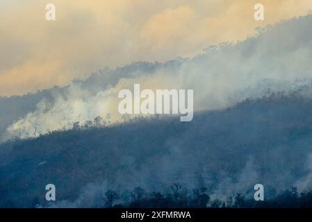 Fire inside the Tangkoko National Park with birds flying in the distance. The fire lasted two weeks, until it was extinguished by a storm from the sea Stock Photo