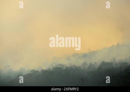 Fire inside the Tangkoko National Park. The fire lasted two weeks, until it was extinguished by a storm from the sea. Sulawesi, Indonesia, October 201 Stock Photo