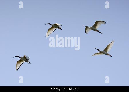 Trois Ibis sacrés (Threskiornis aethiopica) et une cuillère africaine (Platalea alba) volant, Parc National d'Orango, réserve de biosphère UNESCO Bijagos, Guinée Bissau. Banque D'Images