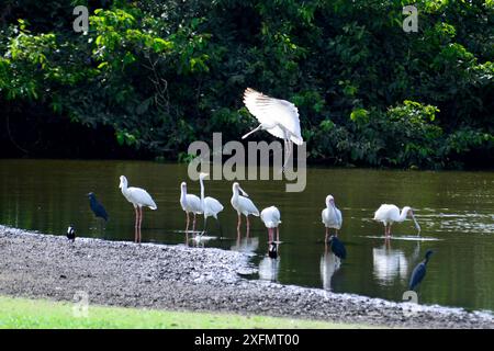 Débarquement de spatules africaines (Platalea alba) parmi les autres spatules, Spur ailed Vailing (Vanellus spinosus), héron noir (Egretta ardesiaca) et aigrette, Parc national d'Orango, réserve de biosphère UNESCO de Bijagos, Guinée Bissau. Banque D'Images