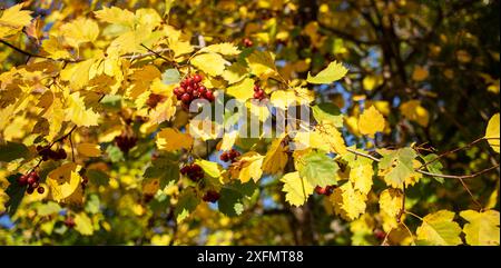 Vue sur l'aubépine avec des feuilles jaunes et des baies rouges poussant sur ses branches. Arrière-plan d'automne. Superbe paysage naturel d'automne. Banque D'Images