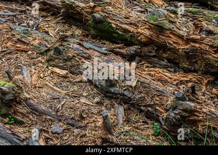 Gros plan de troncs de pins en décomposition laissés pourrir sur le sol forestier, habitat pour les invertébrés, les mousses et les champignons, Royaume-Uni, septembre. Banque D'Images