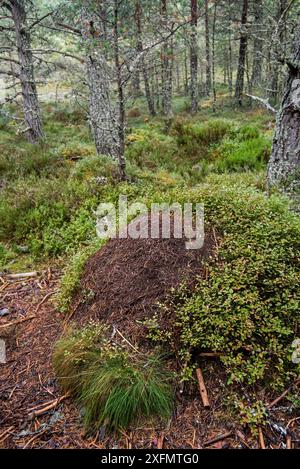 Ancienne fourmilière envahie de fourmis de bois rouge (Formica rufa) faite d'aiguilles de conifères dans les bois, forêt d'Abernethy, Écosse, Royaume-Uni, septembre 2016. Banque D'Images