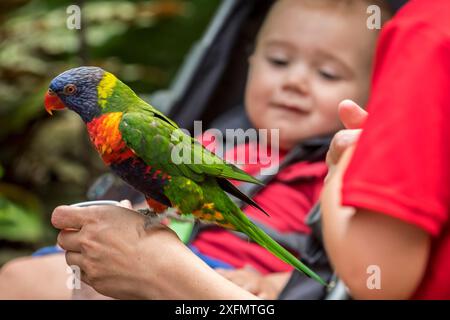 Bébé regardant Tame Rainbow Lorikeet / Swainson's Lorikeet (Trichoglossus moluccanus) - originaire d'Australie - être nourri à la main dans un zoo. Banque D'Images