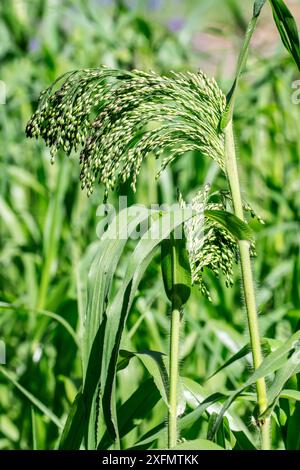 Millet proso / millet broomcorn / millet commun / millet à queue de balai (Panicum miliaceum) en été, Belgique, juillet. Banque D'Images