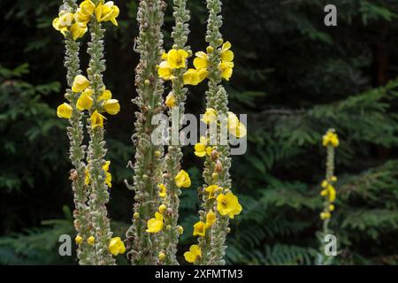 Grande molène / molène commune (Verbascum thapsus) en fleur, Belgique, août Banque D'Images