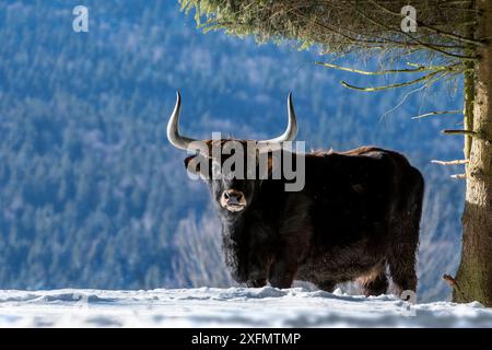 Heck bovins (Bos domesticus) taureau sous l'arbre dans la neige en hiver. Tentative de reproduction des aurochs éteints (Bos primigenius), forêt bavaroise, Allemagne, captif, janvier Banque D'Images