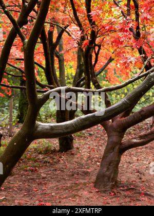 Forêt luxuriante d'automne près de Leominster, Herefordshire, Royaume-Uni Banque D'Images