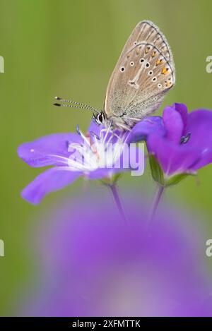 Papillon Geranium argus (Eumedonia eumedon) sur fleur de géranium sauvage, Vallée d'Aoste, Parc National du Gran Paradiso, Italie. Banque D'Images