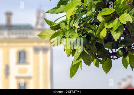 Orangers mandarinés en floraison, concept d'agriculture. Fleur d'oranger gros plan, oranges non mûres sur l'arbre, beau fond flou Banque D'Images
