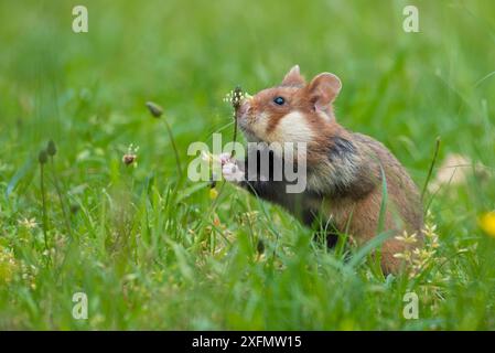 Hamster européen (Cricetus cricetus) se nourrissant de fleur de plantain, Vienne, Autriche. Banque D'Images