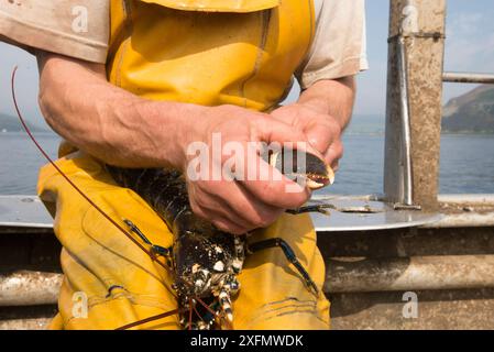 Pêcheur baguant une griffe de homard commun (Homarus gammarus), Lamlash Bay, île d'Arran, South Arran Marine Protected Area, Écosse, Royaume-Uni, août 2016. Banque D'Images