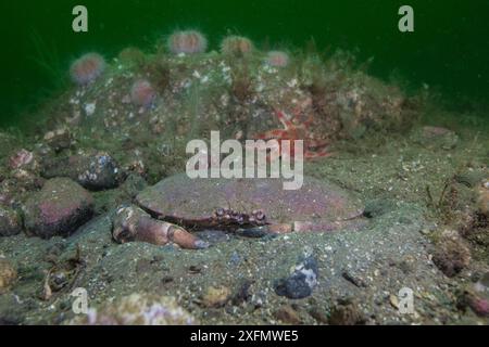 Crabe comestible (cancer pagurus) semi-enterré dans les fonds marins parmi les rochers avec des oursins et des poissons-lunes en arrière-plan, South Arran Marine Protected Area, île d'Arran, Écosse, Royaume-Uni, août. Banque D'Images