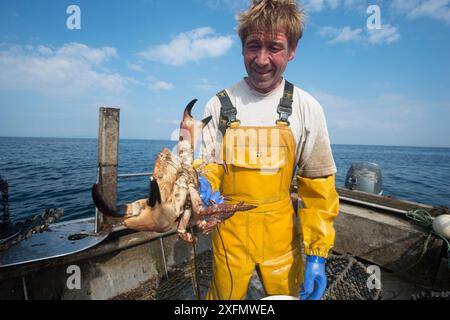 Pêcheur à bord d'un bateau tenant un crabe comestible (cancer pagurus) capturé dans un casier à homard/un nasier, Lamlash Bay, South Arran Marine Protected Area, île d'Arran, Écosse, Royaume-Uni, août 2016. Banque D'Images