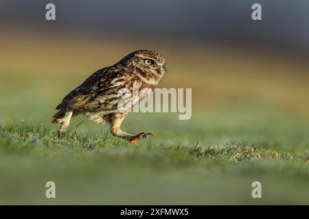 Chouette chevêche (Athene noctua) la chasse pour des vers sur les herbages, au Royaume-Uni. Banque D'Images