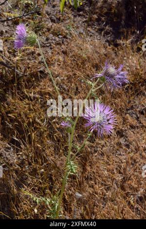 Chardon de sanglier / chardon Marie violet (Galactites tomentosa) floraison, près de Tejeda, Gran Canaria, mai. Banque D'Images